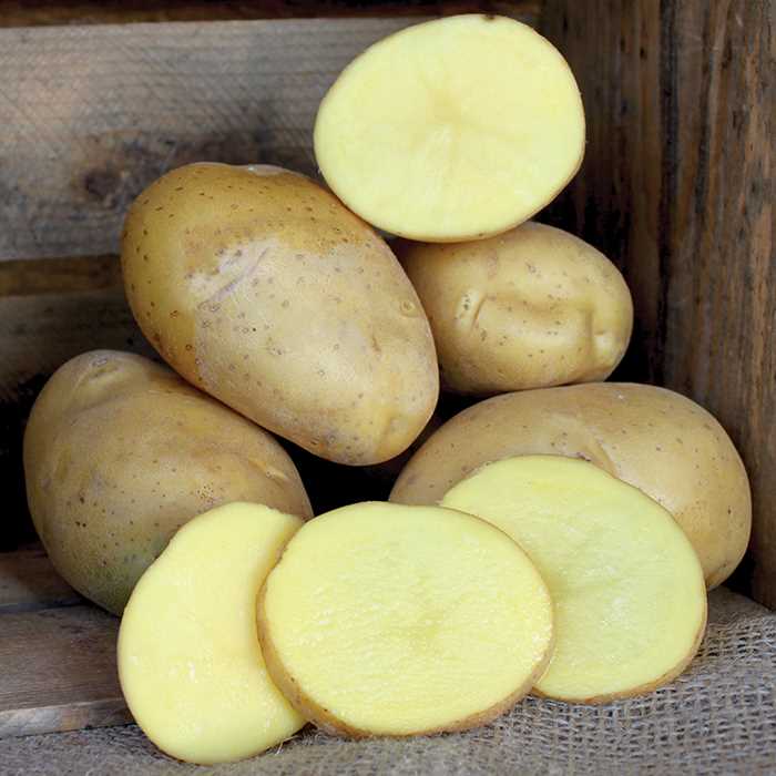 Elfe Potato